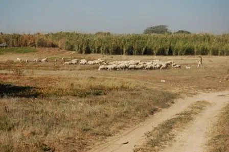 Sicilien 2010 — billede 2